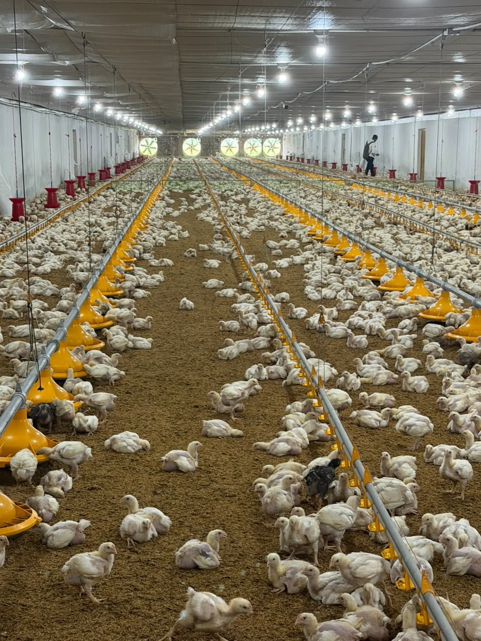 Broiler house with pan feeders and tunnel fans