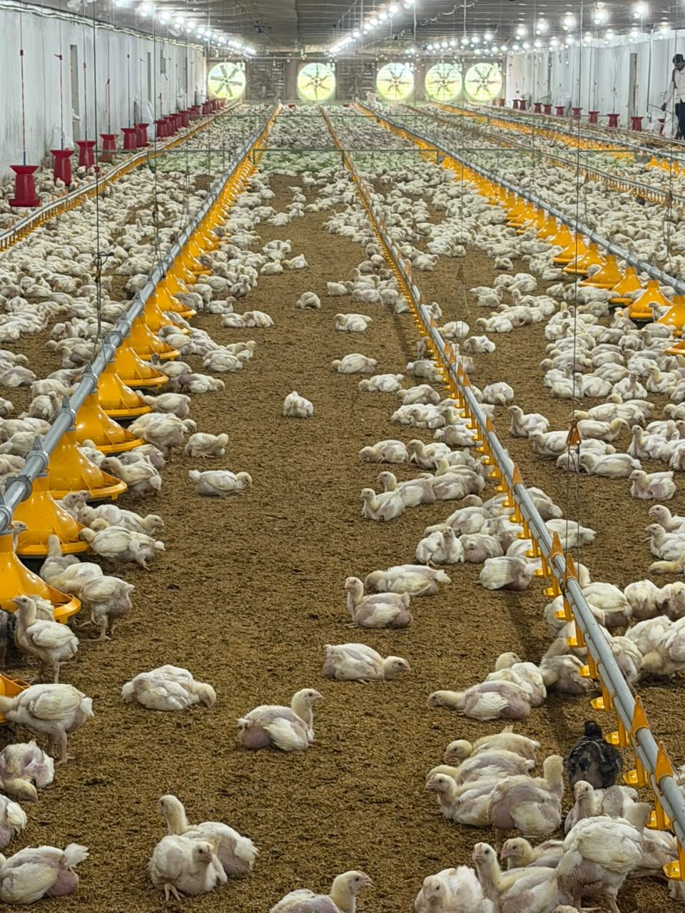 Grown broilers with equipment
