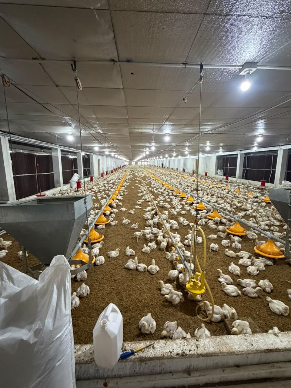 Full broiler house